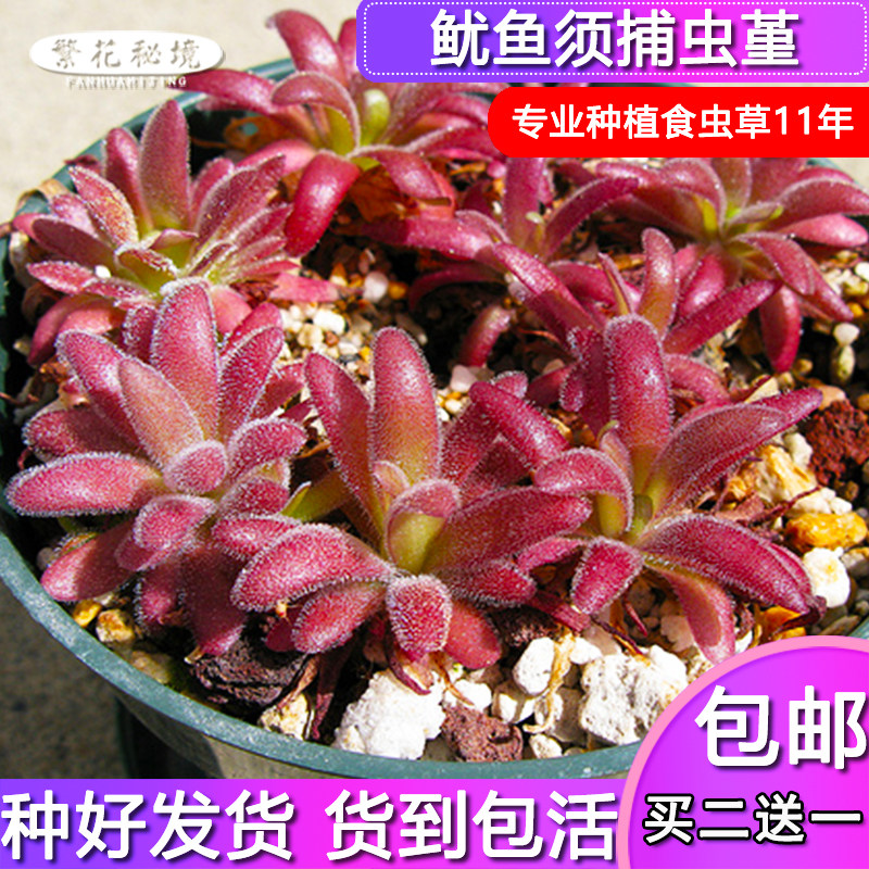 鱿鱼须捕虫堇【进口稀有品种迷你可爱型桌面盆栽食人花绿植多肉】