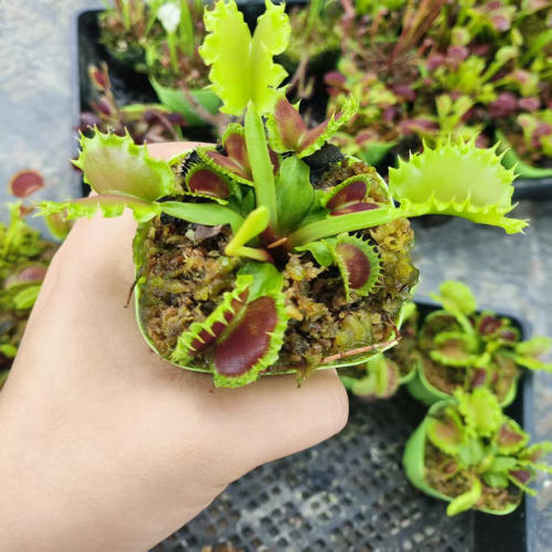 饺子捕蝇草食虫植物吃虫子的植物