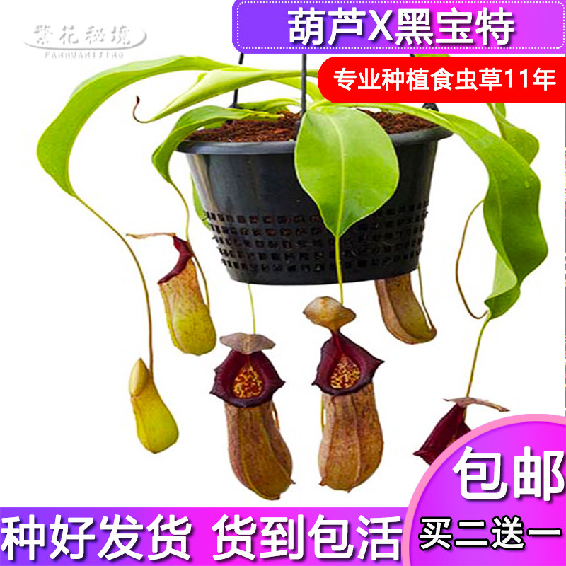 葫芦X黑宝特猪笼草【大型进口交种扑蝇草食人花吊篮盆栽】