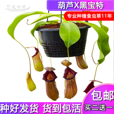 насекомоядное растение 葫芦x黑宝特猪笼草【大型进口交种扑蝇草食人花吊篮盆栽】