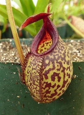 【显目交马兜铃猪笼草】食虫植物大型绿植食虫草捉虫阳台窗台