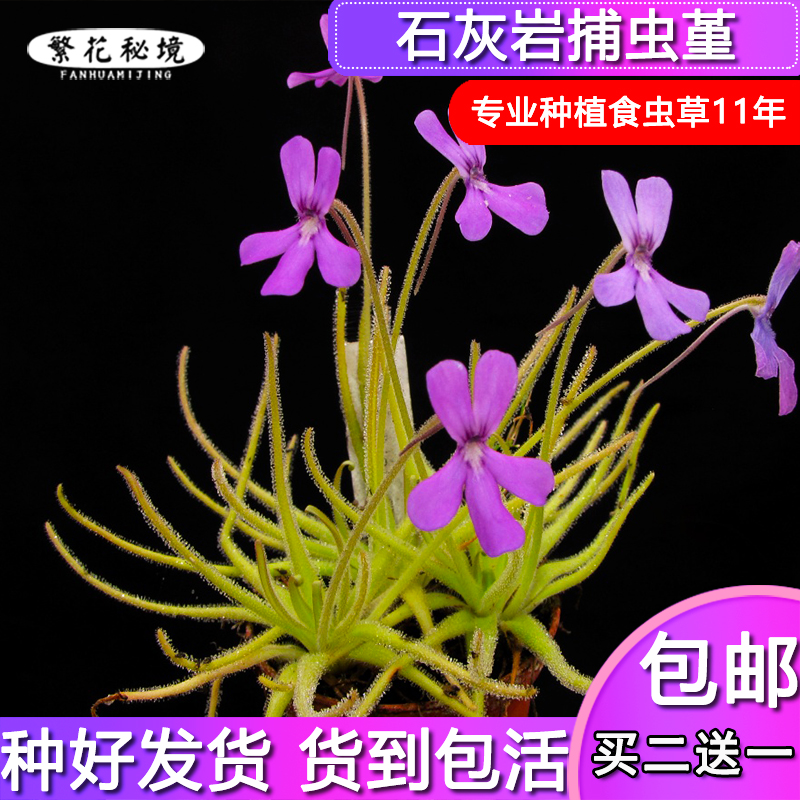 石灰岩捕虫堇【高端稀有品种大型多肉粘虫子绿植盆栽】