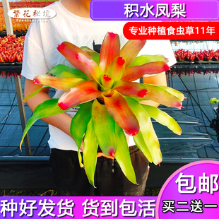 积水凤梨绿植物两栖生态雨林缸造景盆栽水陆缸