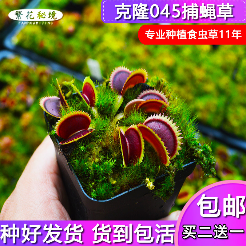 克隆045捕蝇草【稀有进口高端品种食人花扑蝇草驱蚊草绿植盆栽】