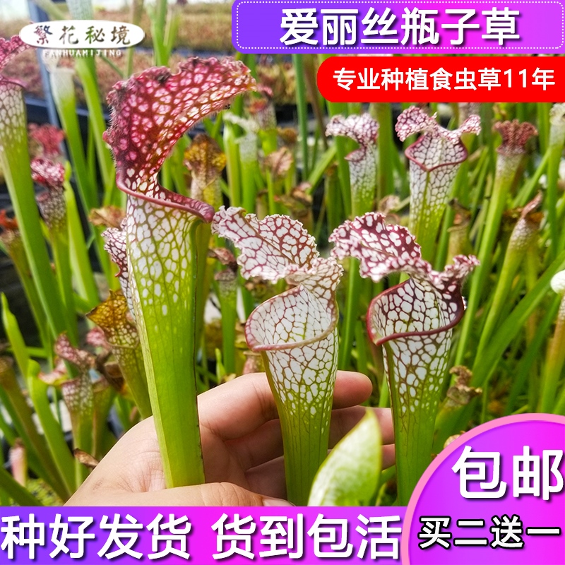 瓶子草高大大型食人花猪笼草