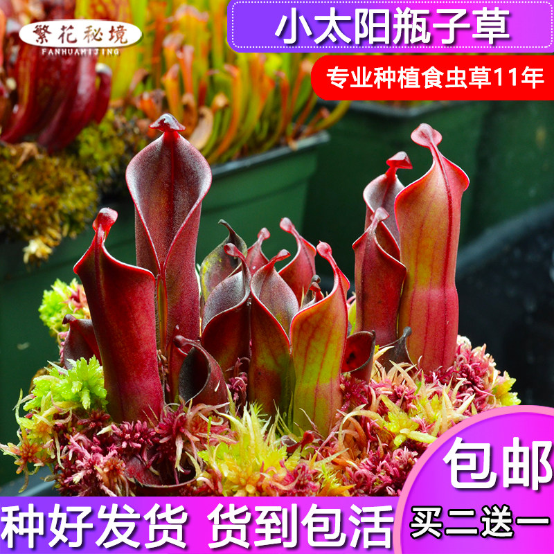 小太阳瓶子草【小型矮胖太阳瓶食人花稀有进口】图片