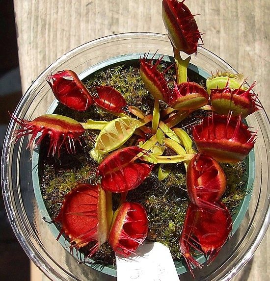 红手指捕蝇草【迷你可爱小型品种多肉绿植盆栽食人花扑蝇草】