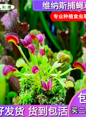 维纳斯捕蝇草【粉红色夹子直立品种花市捕蝇草】