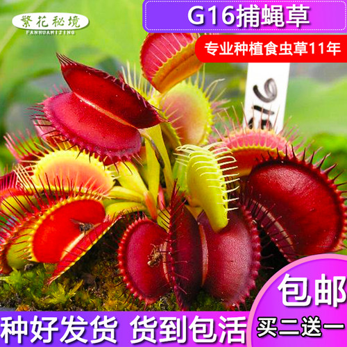 超大食人花驱蚊草吃人趣味猪笼草