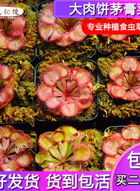 北领地大肉饼高端茅膏菜夏季可暴晒粘热带植物虫子食虫植物捕蝇草