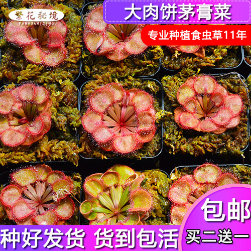 大肉饼茅膏菜是一款美丽的北领地茅膏菜