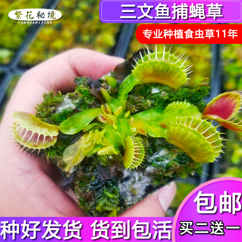 三文鱼捕蝇草【缺色白化变异品种高端进口小苗食人花】