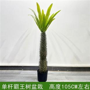 新款 沙漠系列仿真仙人掌仙人柱仙人球热带沙漠仿真量天尺植物盆栽