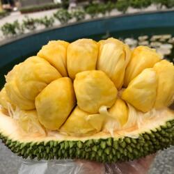 新鲜正宗榴莲蜜小个尖蜜拉尖不拉香甜软糯多肉当季湿包热带水果