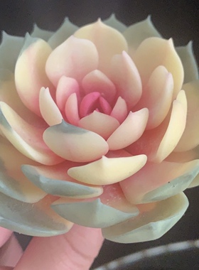 Cc手作原创树脂黏土仿真多肉植物永生不凋仙气精美红心莲摆件生日