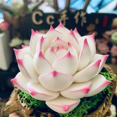 cc原创手工多肉麦秆白茶礼物摆件