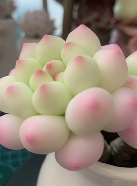 Cc仿真多肉植物成品手工树脂粘土花劳尔桌面室内装饰摆件生日礼物