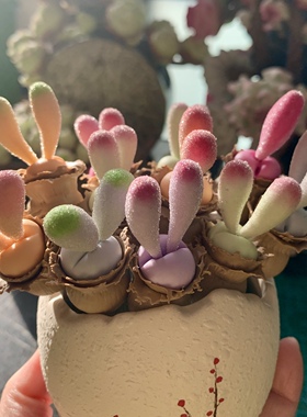 Cc手作树脂黏土仿真多肉植物毛汉尼小兔子碧光环桌面装饰生日礼物