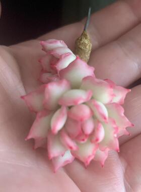 Cc原创迷你树脂黏土仿真多肉玫瑰植物小老桩水晶虾饺汽车摆件生日