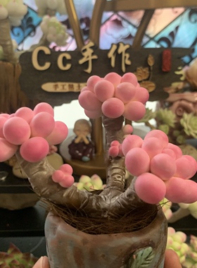 Cc仿真多肉植物成品手工树脂粘土花劳尔桌面室内桃蛋摆件生日礼物