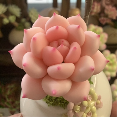 原创手工多肉洛可可白茶礼物摆件