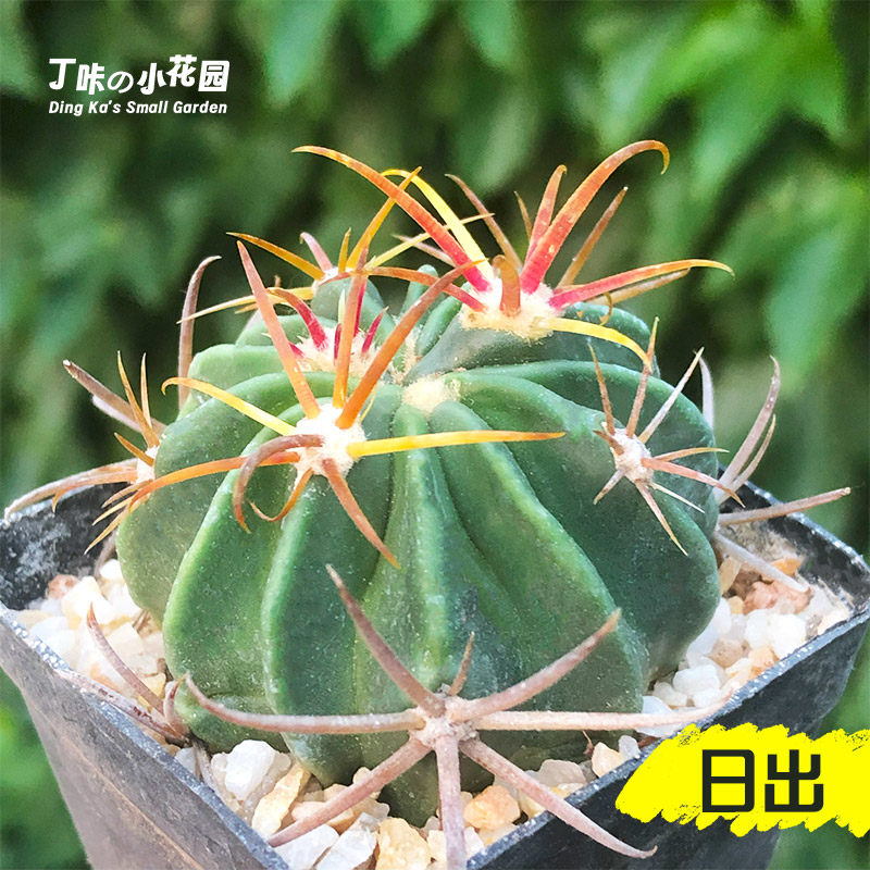 丁咔日出仙人球盆栽室内花卉强刺实生球花卉桌面多肉植物仙人掌