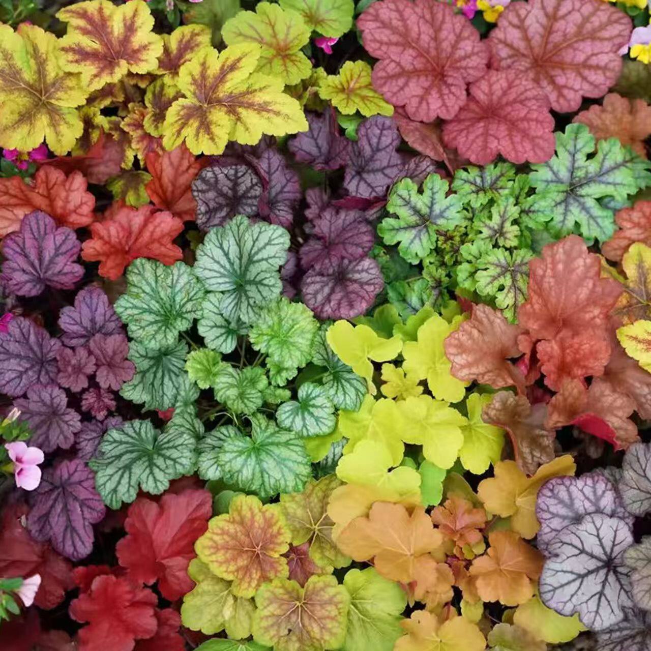 矾根植物盆栽花苗大小苗庭院花卉四季常青植物室内外阳台耐寒耐阴