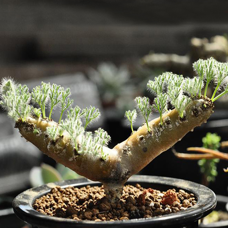 【黑皮月界】Sarcocaulon multifidum小苗通货石生多肉块根稀有罕