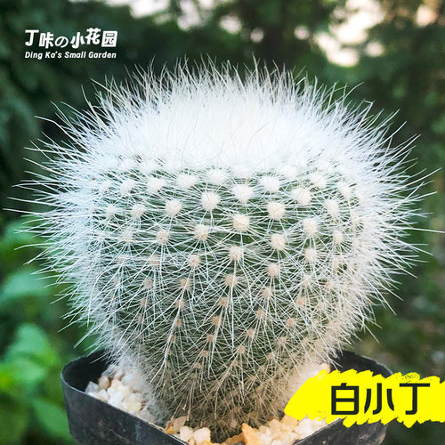 丁咔软毛仙人球老乐多肉植物明日香姬白小丁白雪光绿植花卉