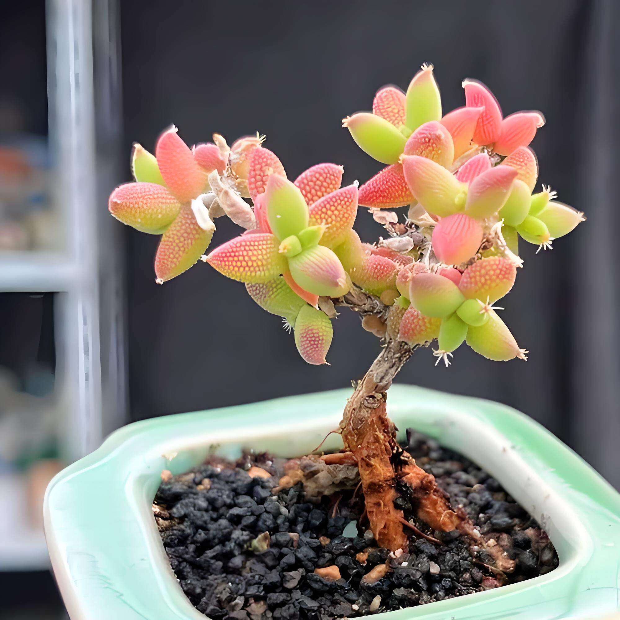 玉米枝干番杏酷似玉米多肉植物盆栽超萌小型肉肉办公室阳台桌面