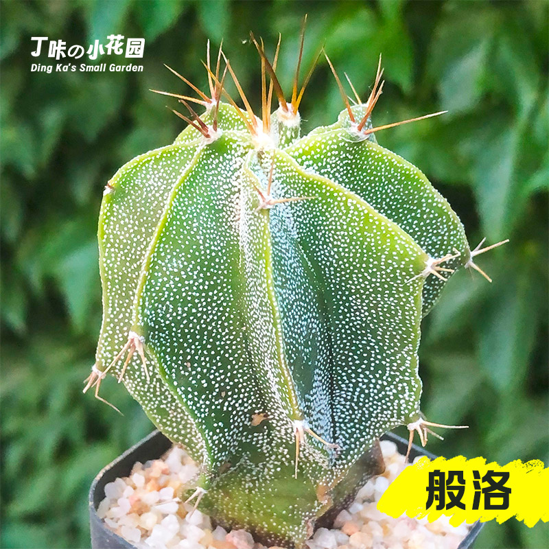 丁咔般若实生仙人球多肉植物馆般洛仙人掌开花小盆栽绿植花卉