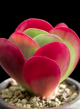 唐印多肉植物稀有品种老庄大颗新手好养盆栽花卉绿植好养室内