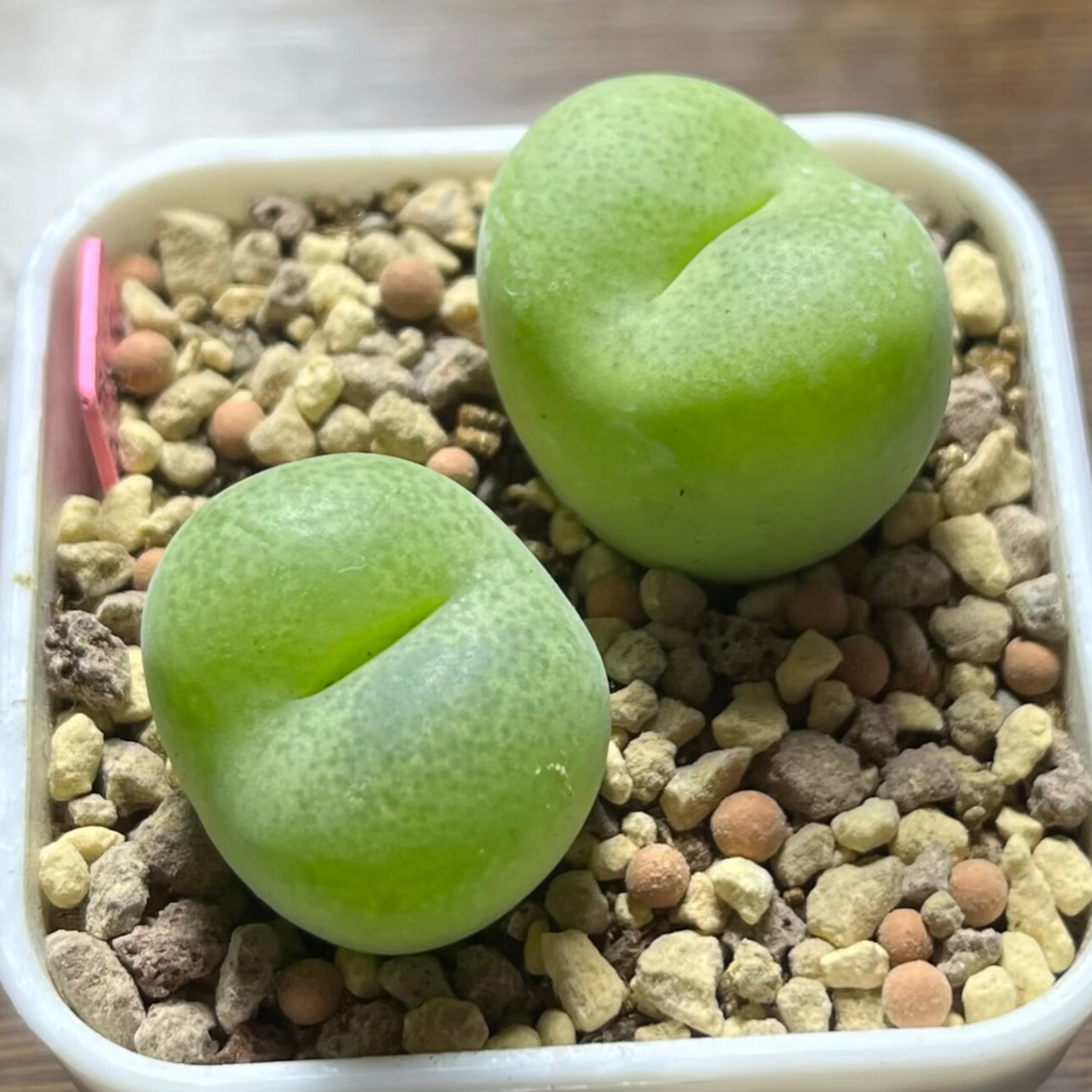 【丁咔】翠光玉母萌肉肉锥植物多肉植物毛绒质感番杏科肉锥
