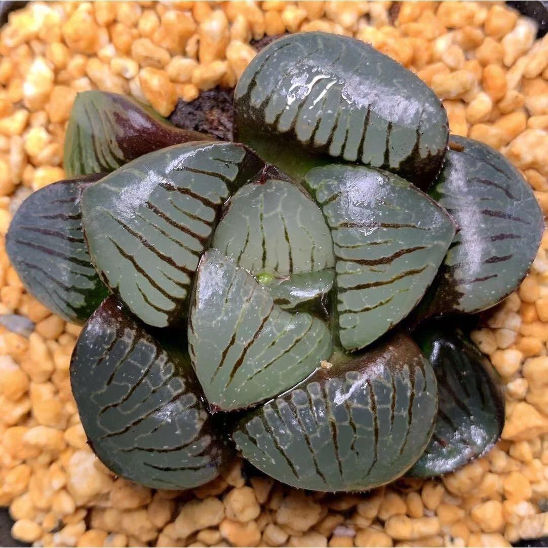 日月潭 十二卷属玉露多肉植物玉露适合室内阳台盆栽