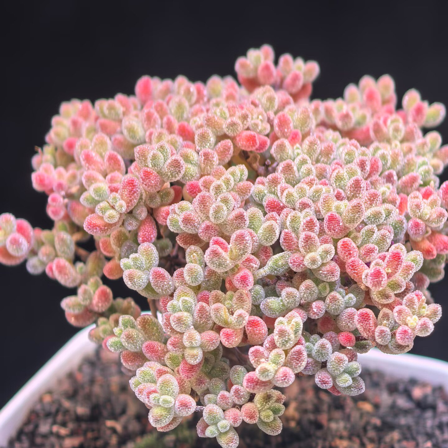 丁咔枝干番杏紫冰晶多肉植物室内花卉老桩可爱趣味好养盆栽办公