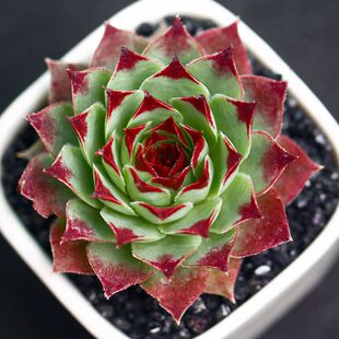 丁咔柔情群生多头多肉植物铁观音长生草观音莲办公室内绿植盆栽