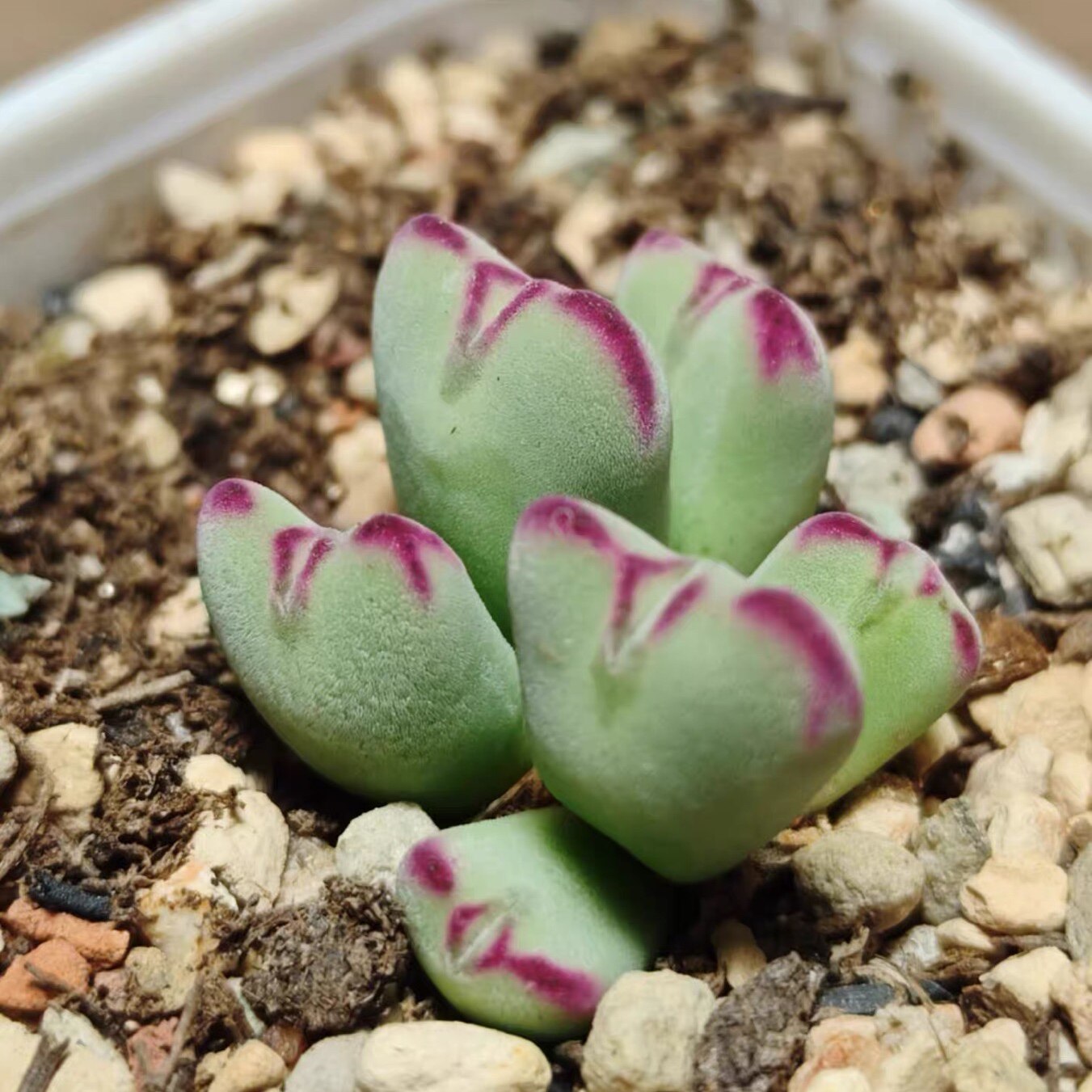 丁咔少将肉锥花群生番杏科多肉植物口笛赤耳少将阳台迷你盆栽