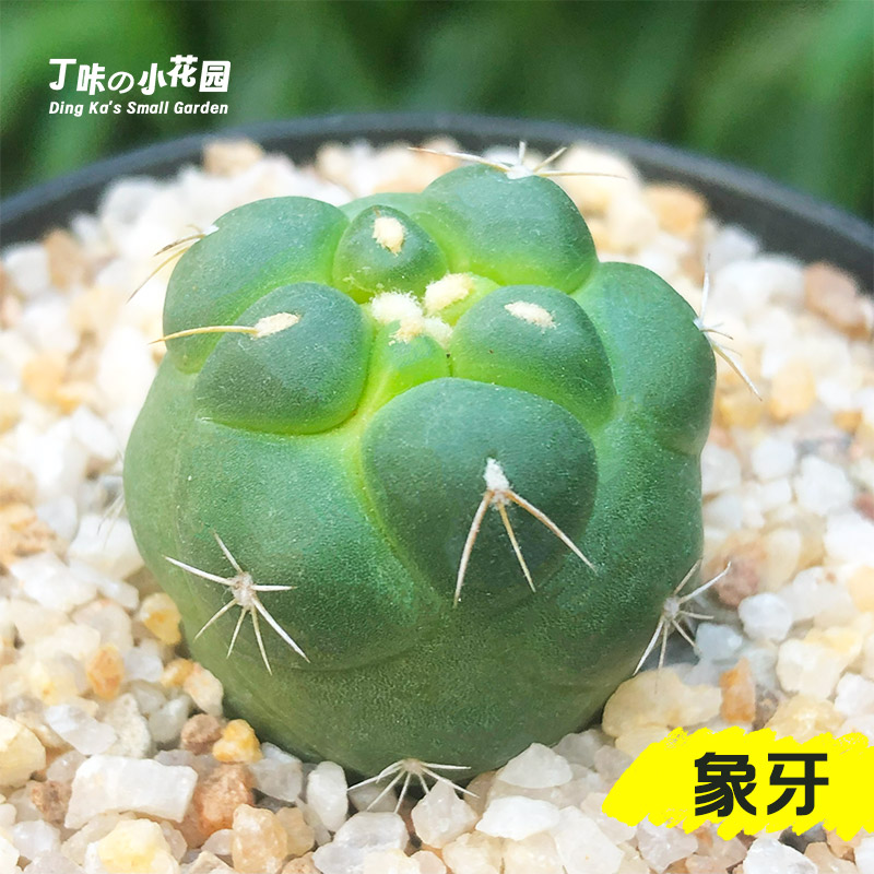 丁咔实生巨象象牙仙人球稀有开花好养美观易度夏仙人掌多肉小盆栽