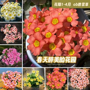 丁咔的小花园ob系列合集一多年生秋植酢浆草球根爆花粉白桃之辉