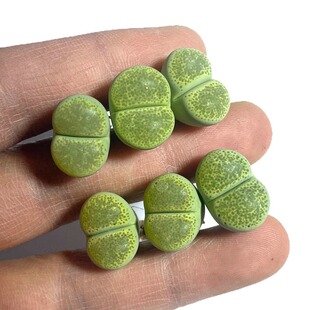 岛田绿碧琉璃Green Sandpoort终年翠绿四季常绿生石花母本