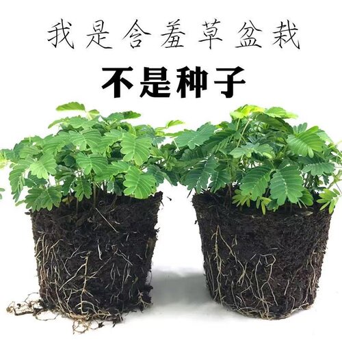 含羞草盆栽室内阳台植物四季常青幼儿园花卉怕羞害羞易种趣味
