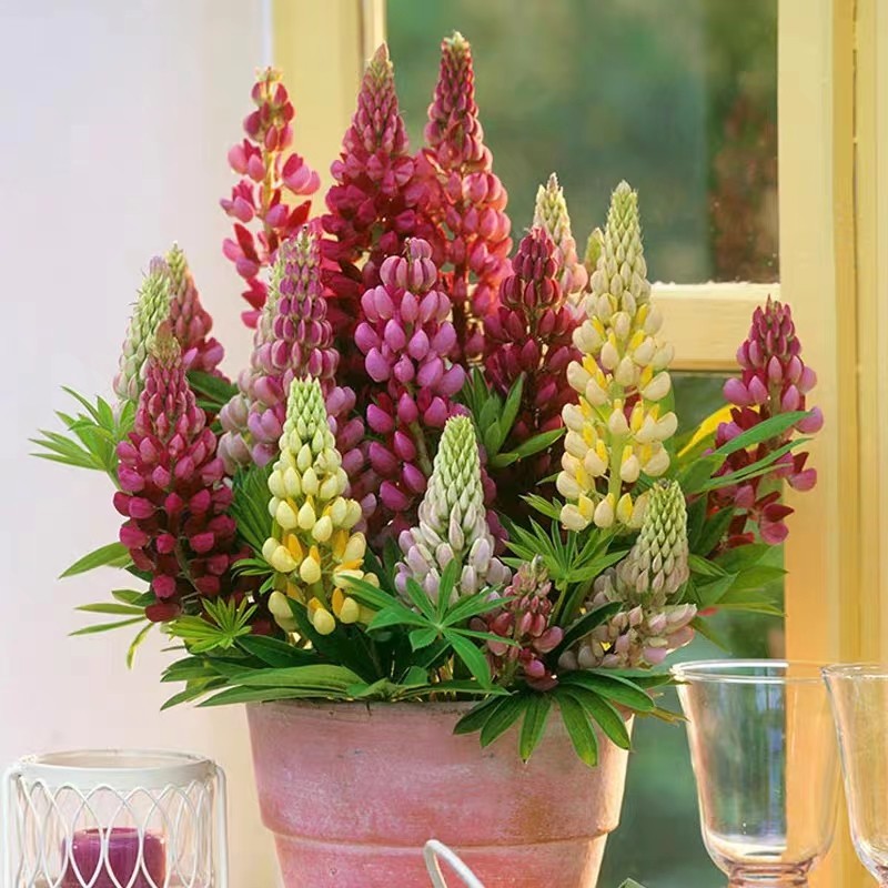 鲁冰花（羽扇豆）多叶植物耐寒室外阳台盆栽花园三剑客好活多色