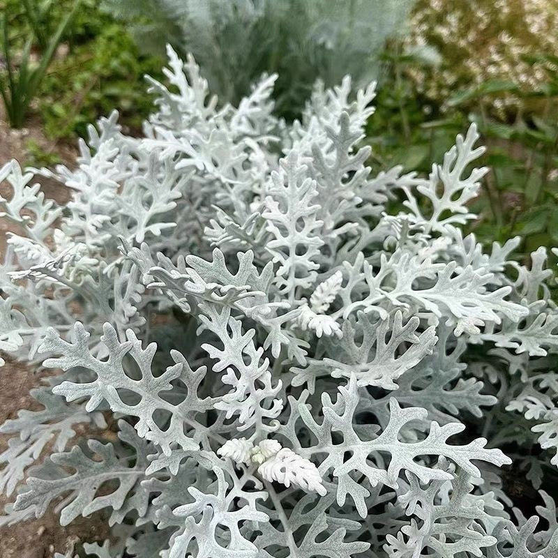 丁咔银叶菊盆栽苗雪月菊阳台耐寒观叶室外花园景观植物花镜盆栽