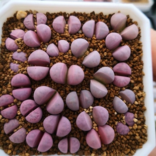 丁咔红菊水生石花多肉植物阳台美观屁屁股花石生花南非