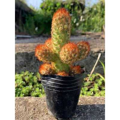 仙人掌阳台肉肉植物金手指