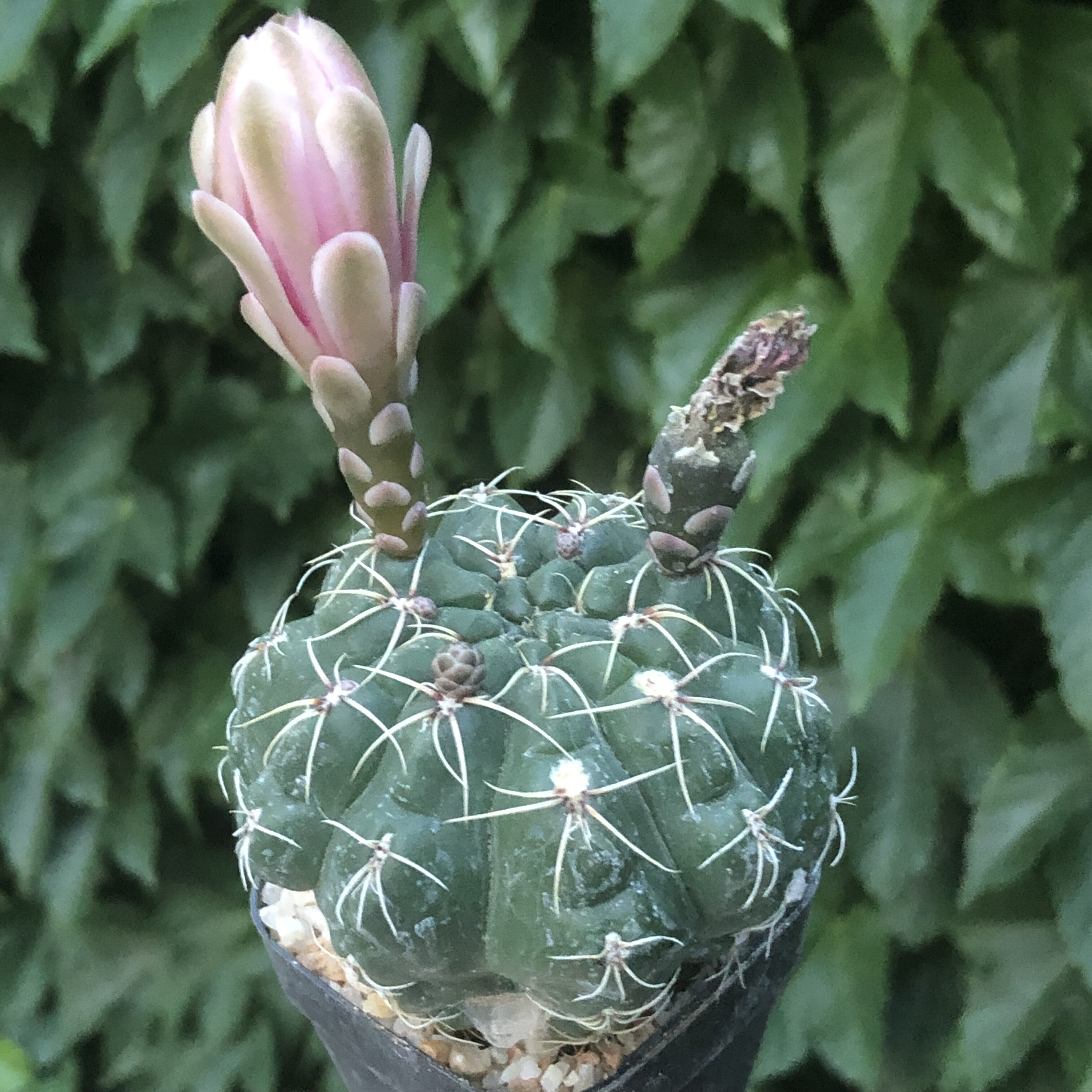仙人球盆栽吸甲醛花卉绿植好活