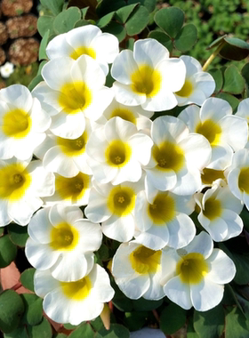 丁咔酢浆草种球种子 新手易养喜光易爆盆花量大秋植球根花卉