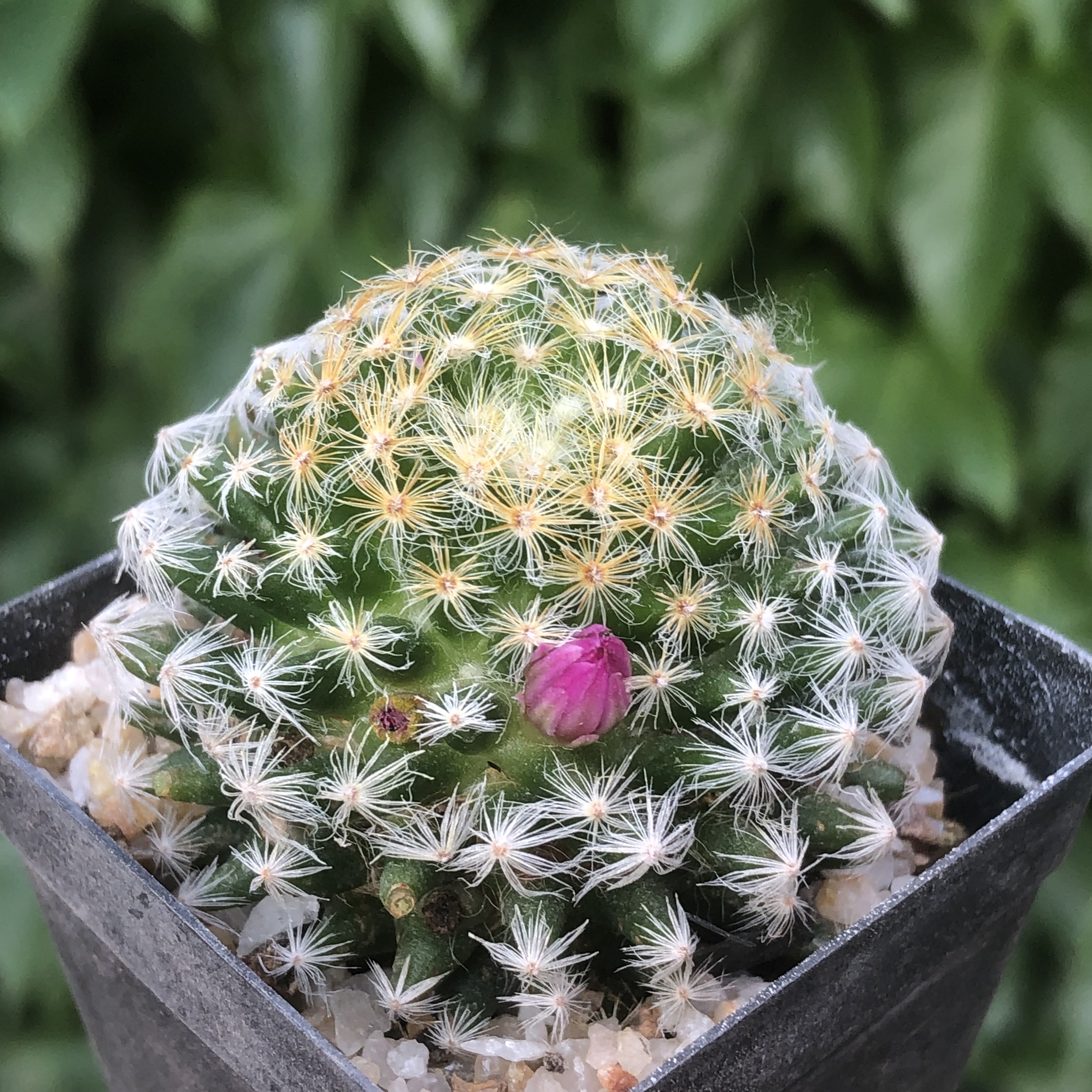 实生室内多肉植物明星