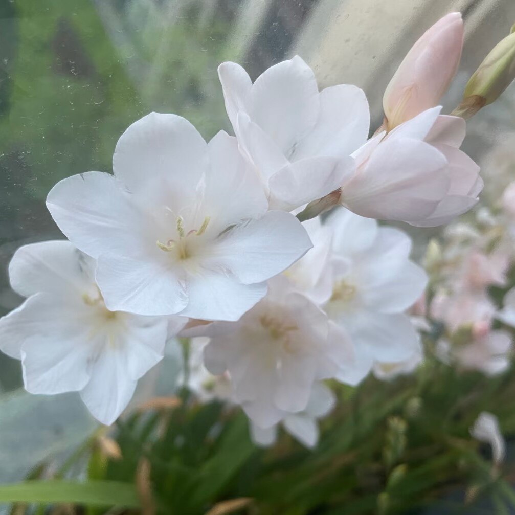 鸢尾白色雪崩多年生秋植谷鸢尾稀有球根花卉阳台庭院好养