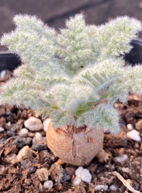 羽叶洋葵 帕威 卡美 文纳森 洋葵 pelargonium多肉植物稀有块根